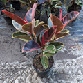 Ruby Red Rubber Ficus